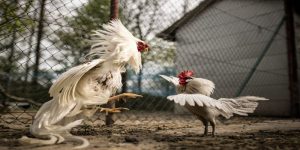 cách nuôi gà đá bi ốm